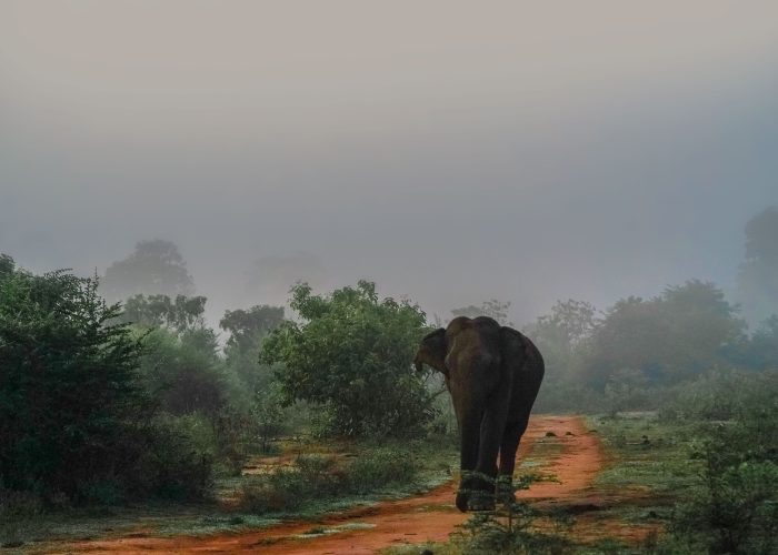 asian-elephant-7112149